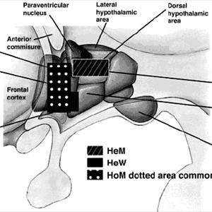 Tottemo Pheromone Patch - The Effects Of Pheromones - An Introduction