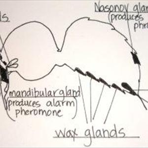 Pheromones In - Buy Pheromones - The Truth About Buying Pheromones